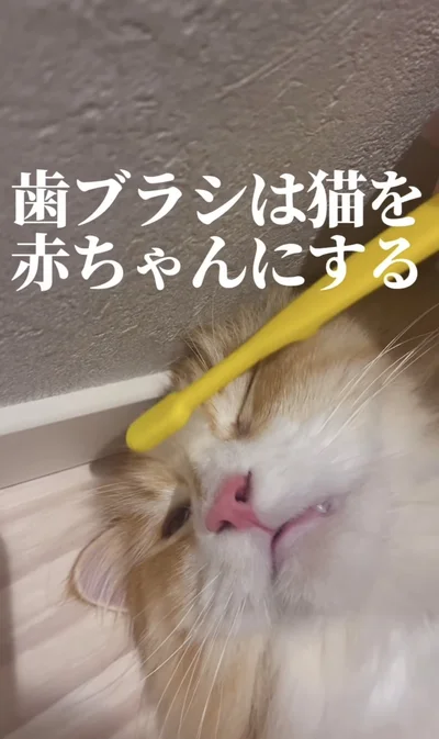 「歯ブラシは猫を赤ちゃんにする」▶紙コップを使って…（⇒次へ）
