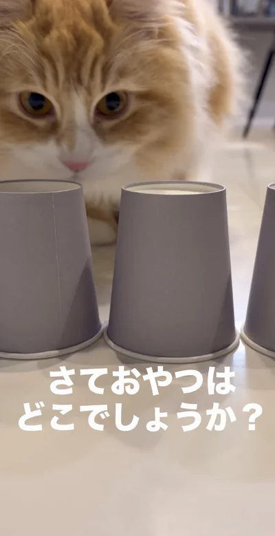 シャッフルカップに挑戦▶必死に目で追いかけるが…（⇒次へ）