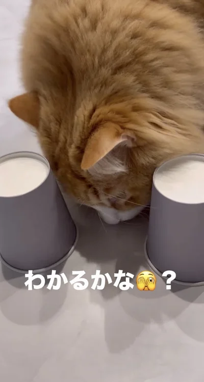 匂いで気づき、正解▶手で取れるかな！？（⇒次へ）
