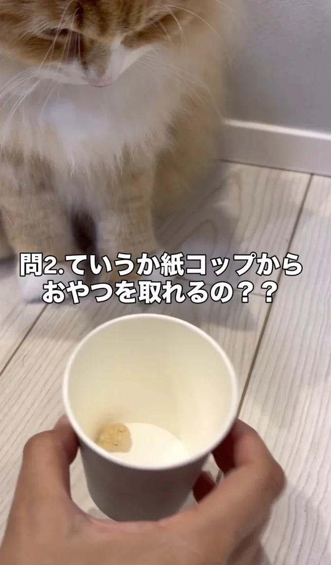 紙コップからおやつを取ってみる▶いざ挑戦！（⇒次へ）