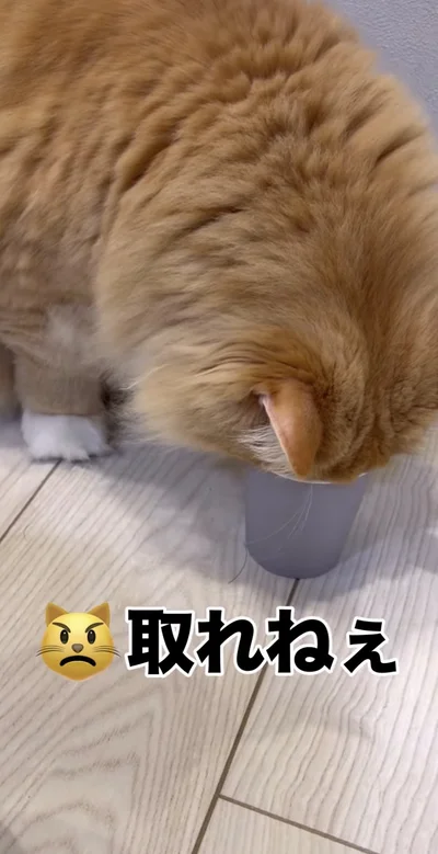 顔を突っ込んでカップにはまってしまった▶（次画像から静かな夜にまったりと過ごす猫と飼い主のクスッと笑えるエピソード『夜は猫といっしょ5』が読めます）