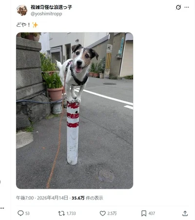 見事なバランス感覚！▶得意げな表情のシャーロットちゃん（⇒次へ）