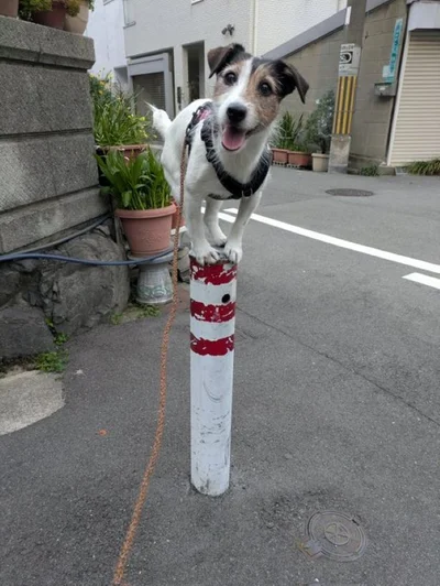 どや！▶食事をしていると、バランスボールに乗って覗きに来るシャーロットちゃん（⇒次へ）