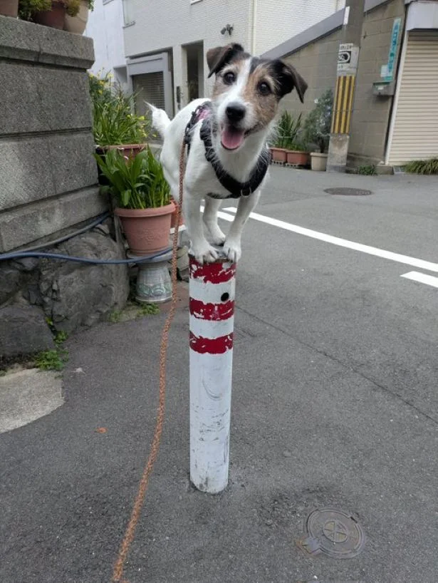 どや!▶食事をしていると、バランスボールに乗って覗きに来るシャーロットちゃん(⇒次へ)