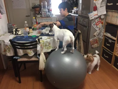 ちょうどいい高さ！▶奥でひょいっとバランスボールに飛び乗るシャーロットちゃん（⇒次へ）