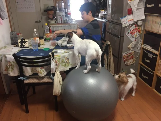 ちょうどいい高さ!▶奥でひょいっとバランスボールに飛び乗るシャーロットちゃん(⇒次へ)