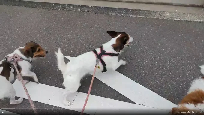 走り出しました！▶止まったと思ったら…（⇒次へ）