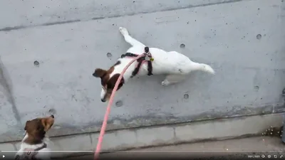身軽なシャーロットちゃん▶それを見ていたエリちゃんも（⇒次へ）