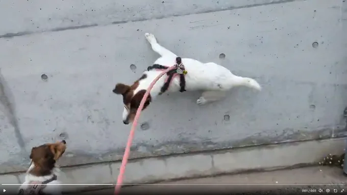 身軽なシャーロットちゃん▶それを見ていたエリちゃんも（⇒次へ）