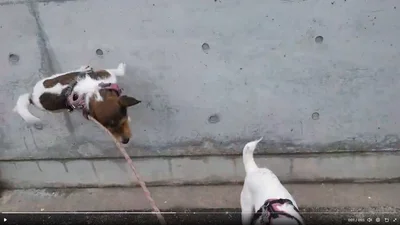 壁に向かってジャンプ！▶あっという間の出来事です（⇒次へ）