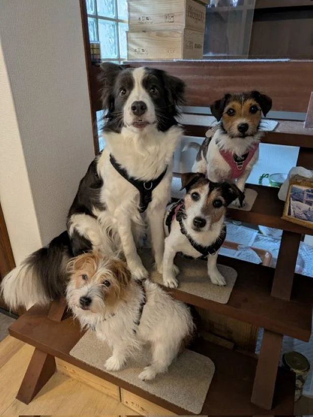 仲良しな家族写真ですね▶（次画像から「うちの犬」だいすきショートコメディ『あしょんでよッ〜うちの犬ログ〜10』が読めます）