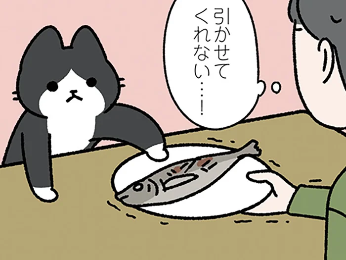 【ねこを追うより皿を引け】意思が強い！ 皿を離してくれないねことの駆け引き