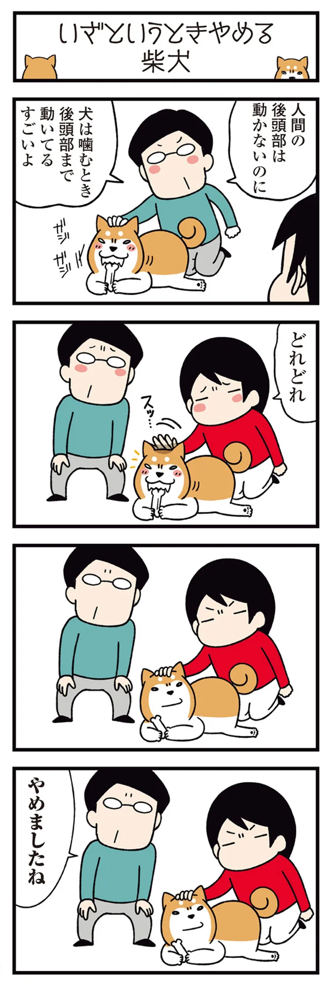 『ドヤ顔柴犬どんぐり2』より