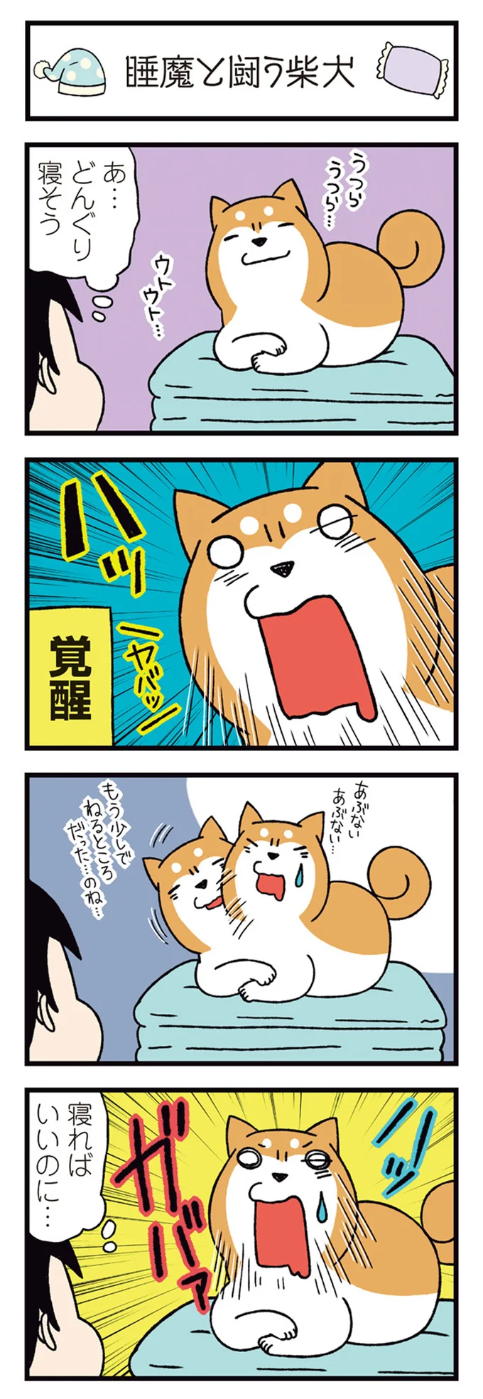 『ドヤ顔柴犬どんぐり2』より