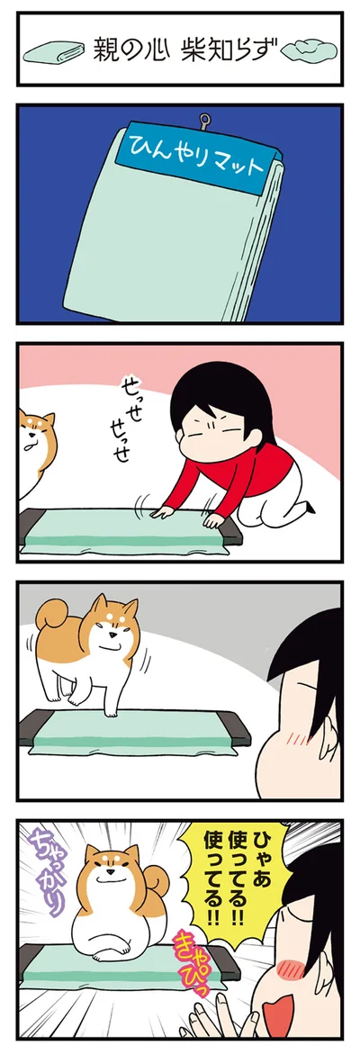 『ドヤ顔柴犬どんぐり2』より