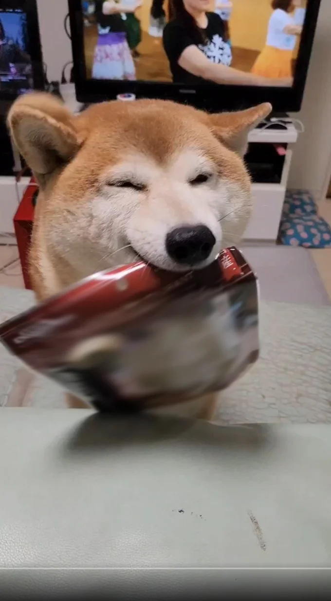 うれしそうな表情に癒されます▶ワンコはこんなに愛らしい！（⇒次へ）
