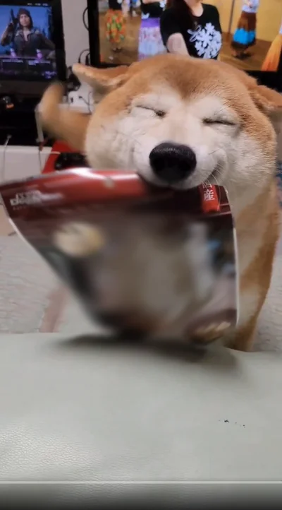 大好物を買ってもらえた柴犬▶見ているほうもうれしくなる笑顔！（⇒次へ）