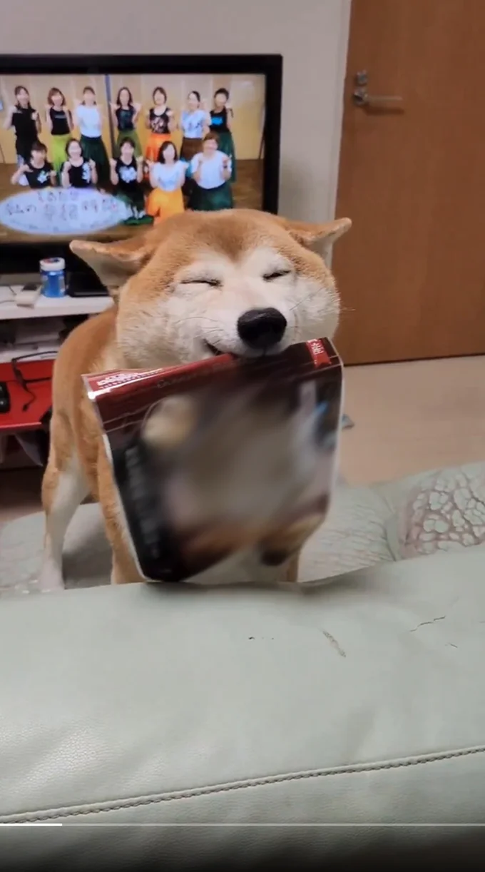 飼い主さんも買ってきたかいがありますね▶カメラに接近してくるワンコ（⇒次へ）