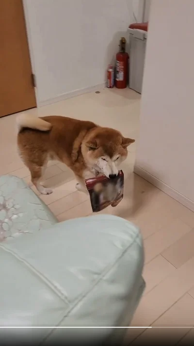 だいすきなおやつを口に持って▶大事にくわえて離しません（⇒次へ）