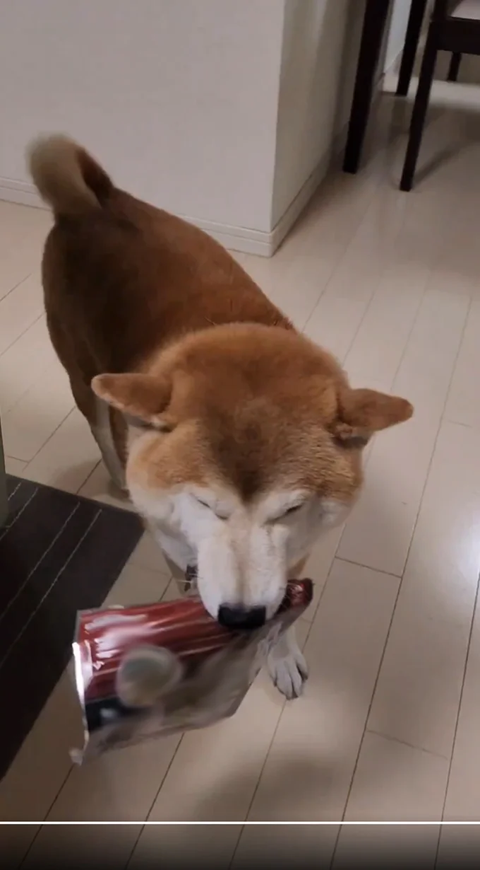 こちらに近付いてきました▶買ってもらえてとっても嬉しかったんですね(⇒次へ)