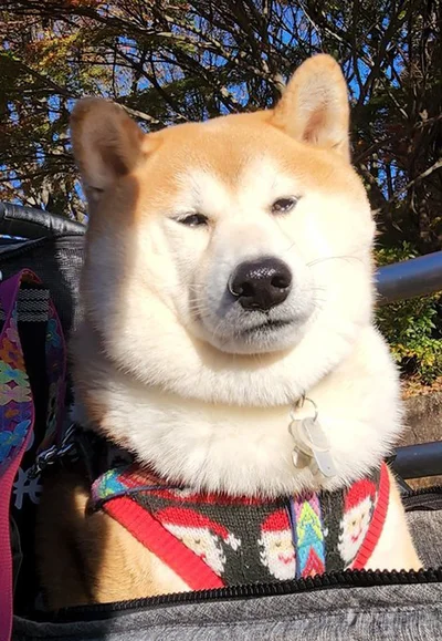 連休明け初日の茶々丸くん▶あくび姿もまるで人間みたい！（⇒次へ）