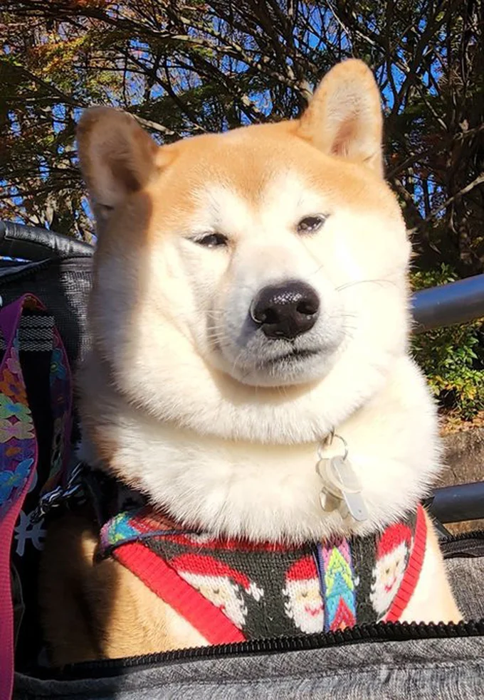 連休明け初日の茶々丸くん▶あくび姿もまるで人間みたい!(⇒次へ)