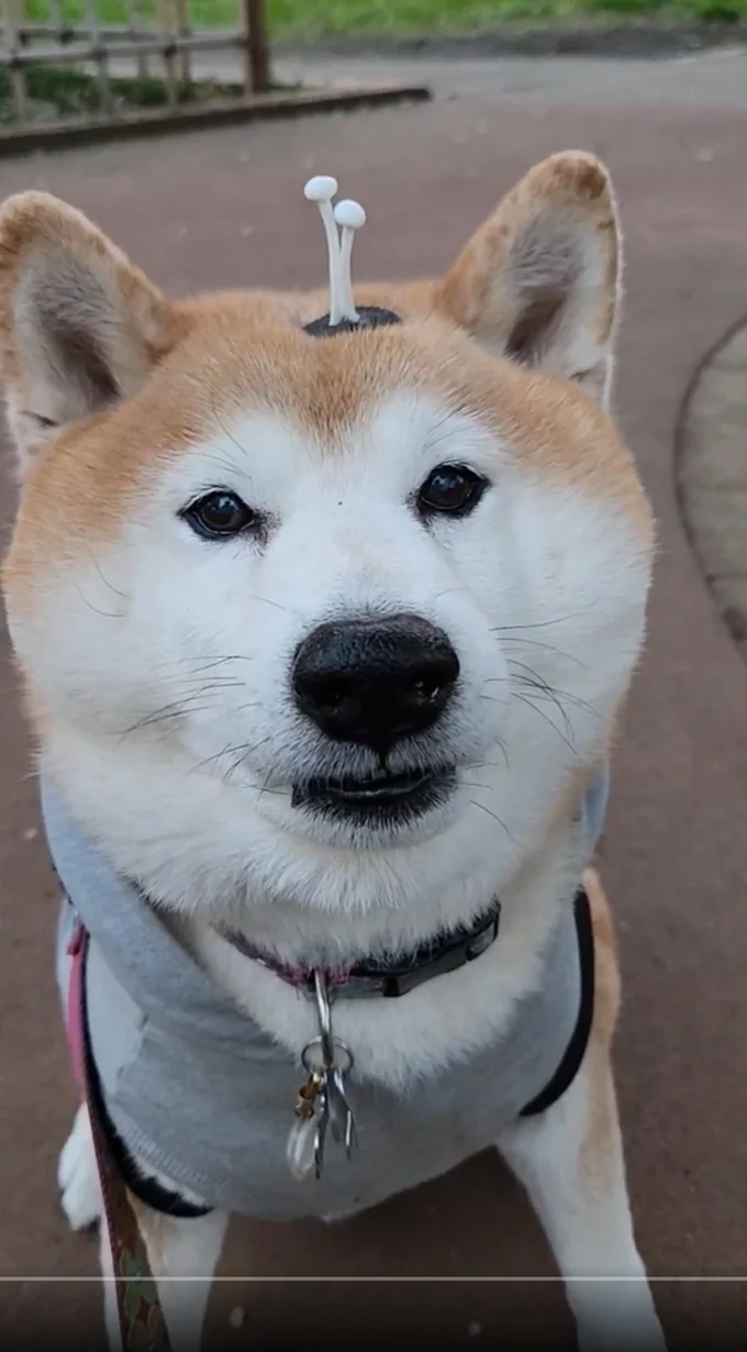 頭の飾りがかわいい茶々丸くん▶柴犬は…見た（⇒次へ）
