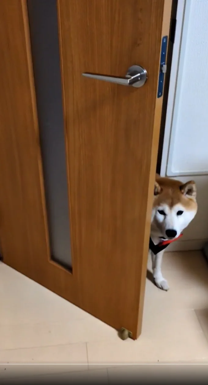 お顔がチラリ▶部屋に入ってきました（⇒次へ）