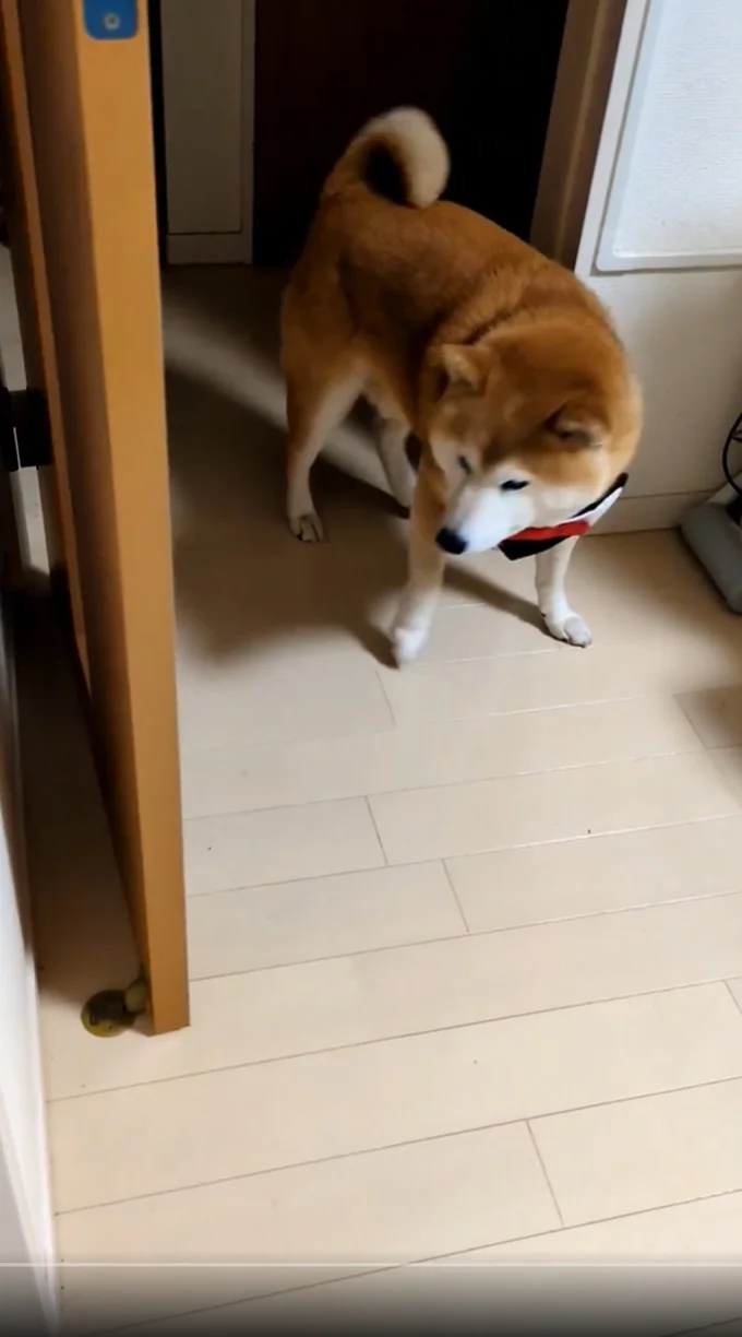 ドアが大きく開きました▶開いたドアが気になる様子です（⇒次へ）