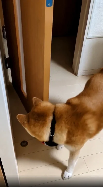 ドアに近付いて…▶茶々丸くん、賢い！（⇒次へ）