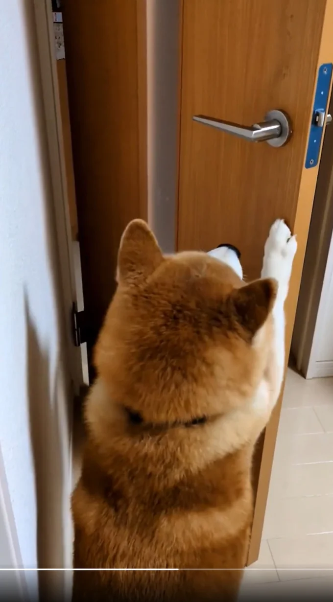 開けたら閉める茶々丸くん▶手を挟まないように気をつけてね（⇒次へ）