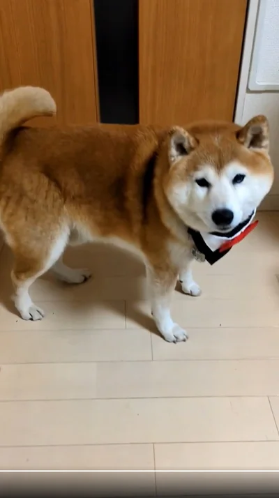 お行儀のよい茶々丸くん、よくできました！▶ピッタリした帽子をかぶると…（⇒次へ）