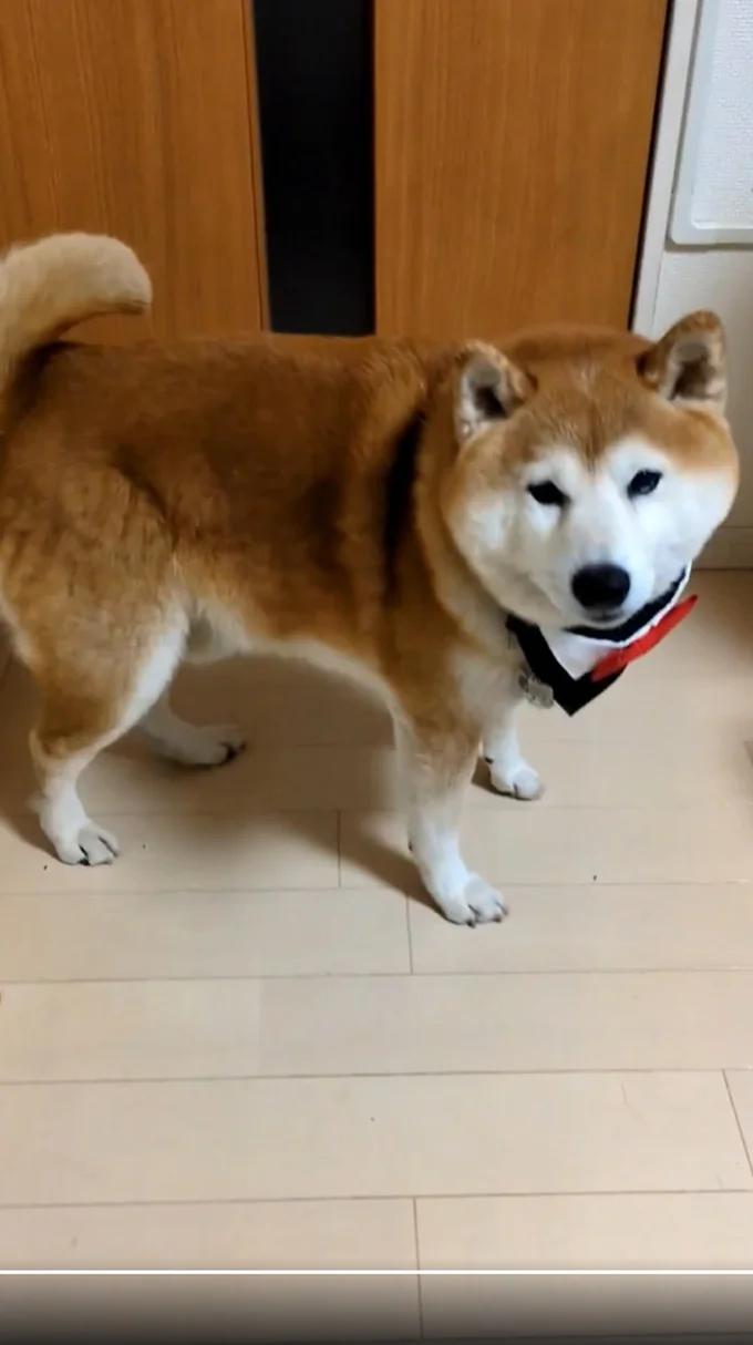 お行儀のよい茶々丸くん、よくできました！▶ピッタリした帽子をかぶると…（⇒次へ）