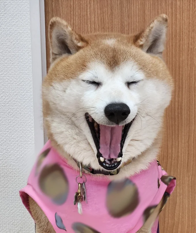 歯もしっかり見えて可愛いですね▶レインコート…?(⇒次へ)