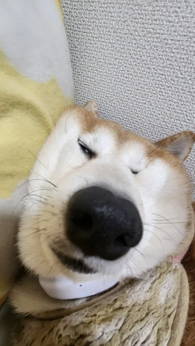 オオカミに1番近い犬種の寝顔▶（次画像から決め顔はドヤ顔にやり！底抜けに明るい柴犬の女の子・どんぐりのコミックエッセイ『ドヤ顔柴犬どんぐり２』が読めます）