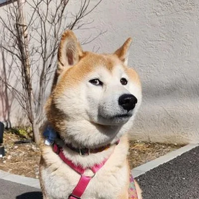 オヤツを買ってもらった柴犬の満面スマイル！全身でうれしさを表現する姿に「可愛すぎて泣いてる」