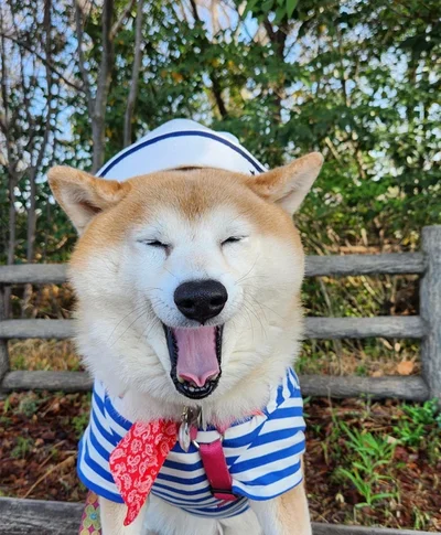 茶々丸くんのかわいいあくび▶大きく開いたおくちが可愛い！（⇒次へ）