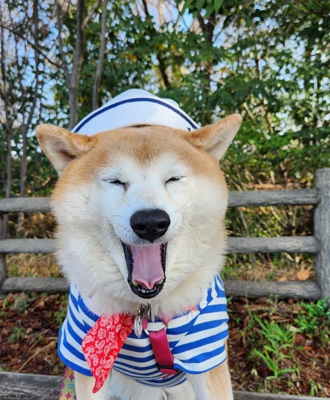 茶々丸くんのかわいいあくび▶大きく開いたおくちが可愛い!(⇒次へ)