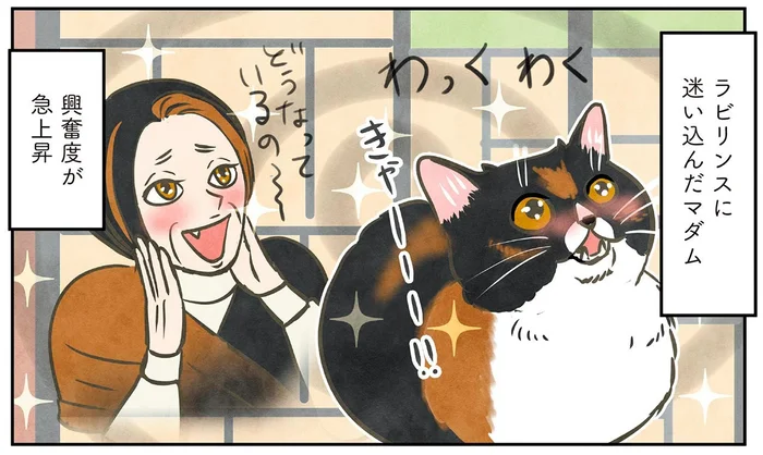 迷路のような造りの古民家に、わくわくのマダム猫