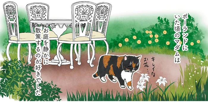 物静かだったマダム猫が日本にきたら、鬼ごっこ！？