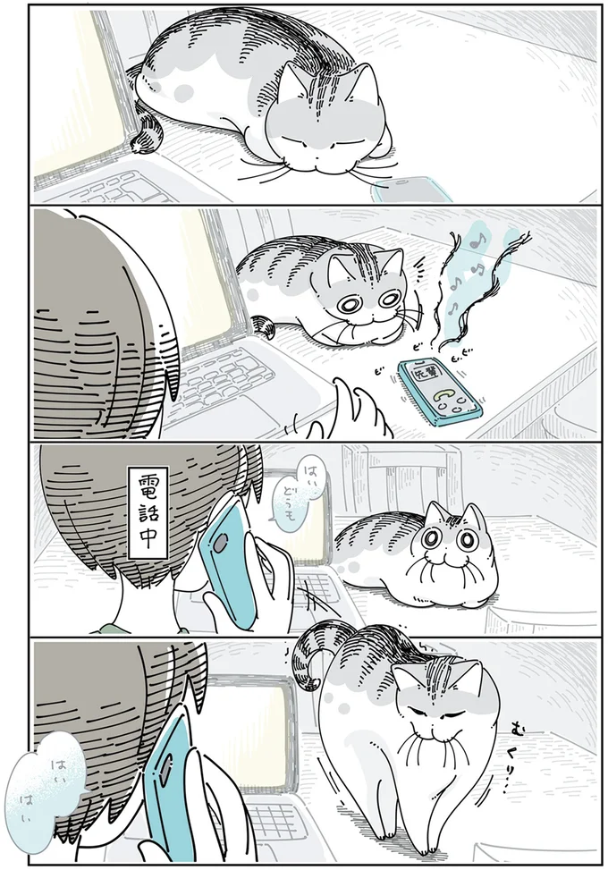 電話が気に入らないっぽいネコ