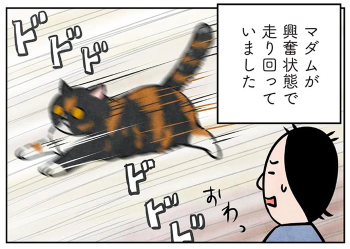 マダム猫が古民家の中をドドド！朝から様子がおかしい！