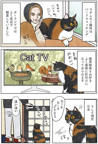 猫用動画もお好き