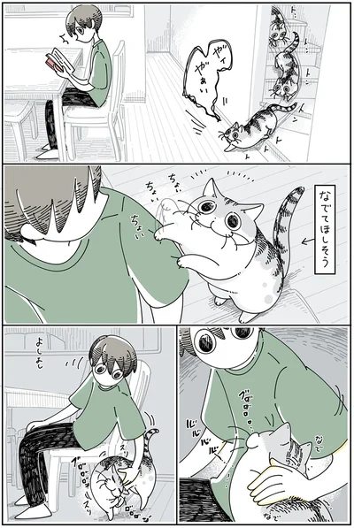寄り道しちゃうネコ