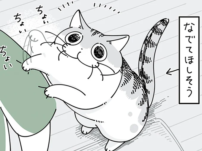 撫でてほしそうにやってくる猫