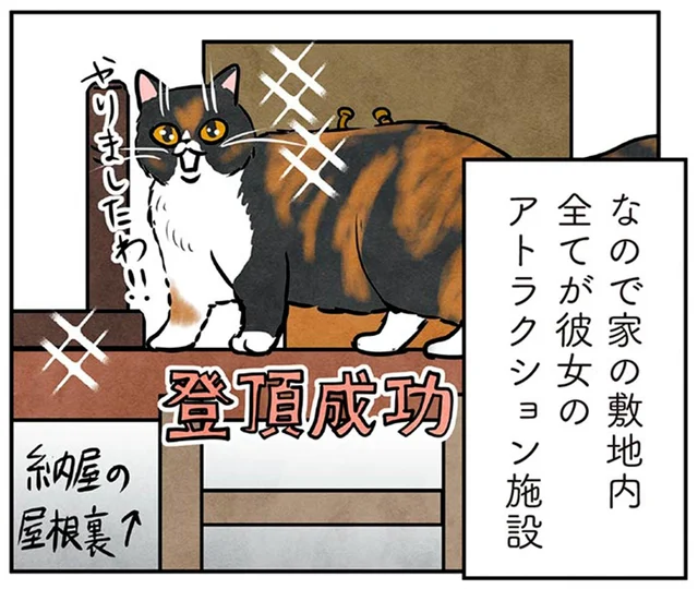 古民家はまるでアスレチック！マダム猫もご満悦