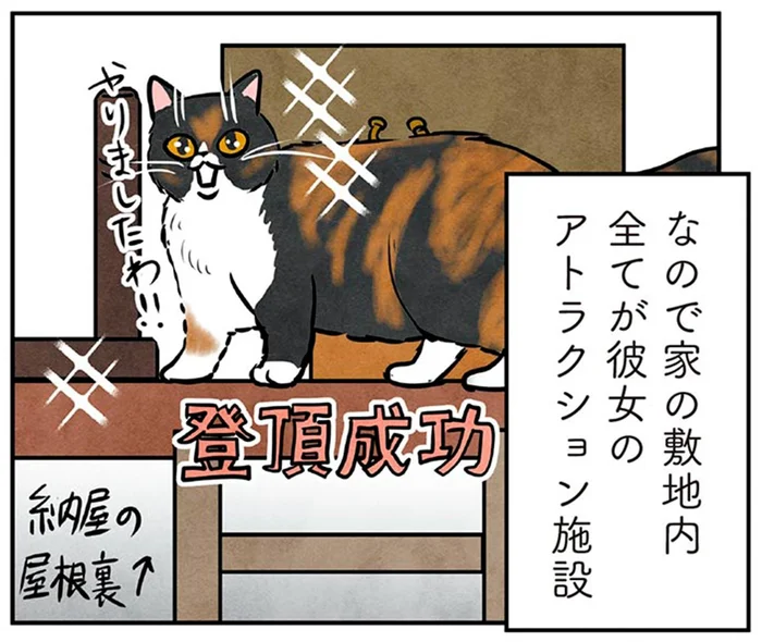 古民家はまるでアスレチック！マダム猫もご満悦