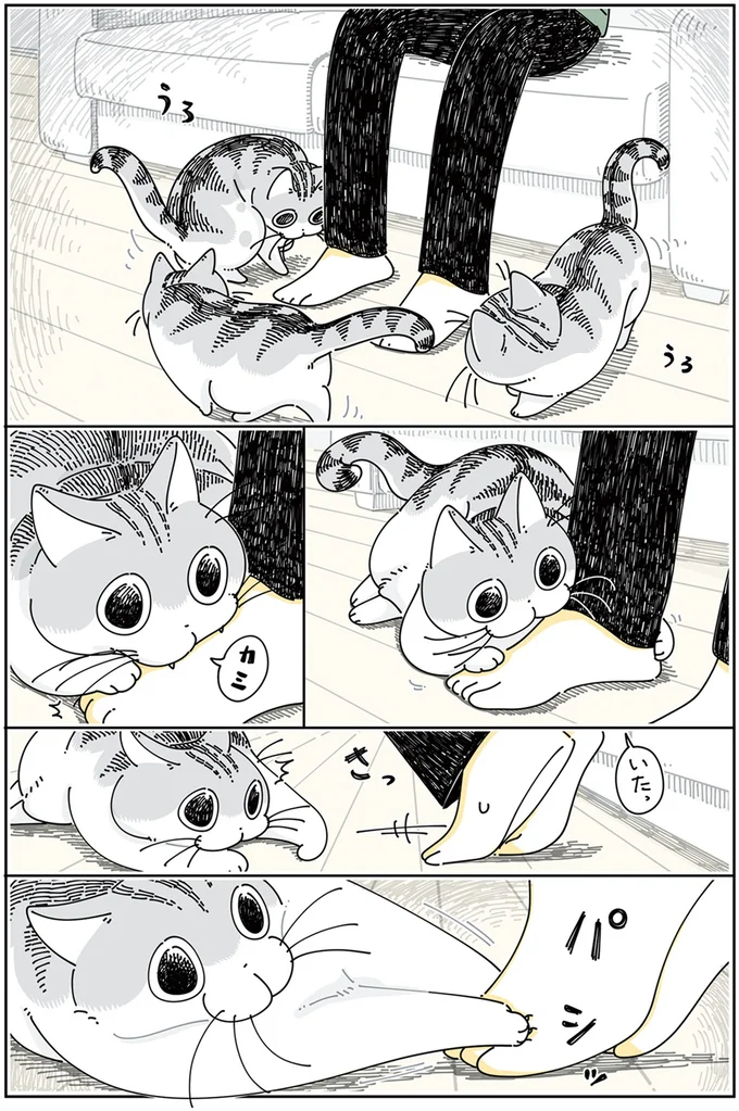 やんちゃモードなネコ
