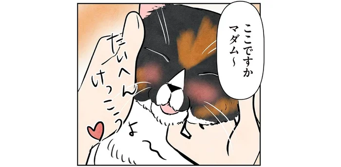 美意識の高いマダム猫。ナイトルーティンはご指名で