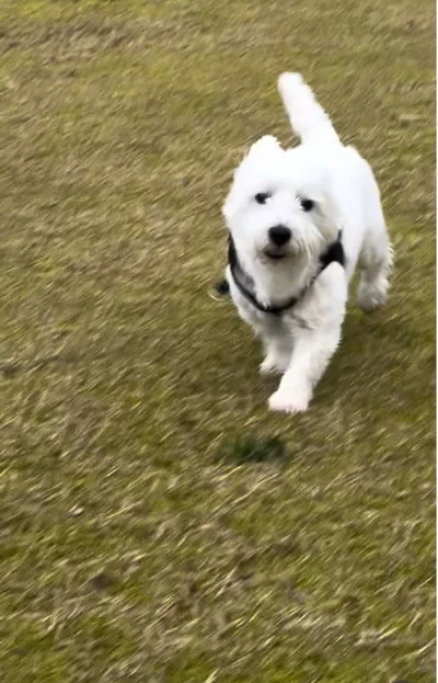 軽やかな足取り▶飼い主さんを置いてきた！？（⇒次へ）